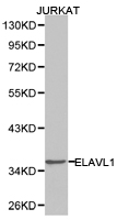 ELAVL1 / HUR Antibody - Western blot of extracts of Jurkat cell lines, using ELAVL1 antibody.