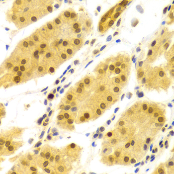 ELAVL1 / HUR Antibody - Immunohistochemistry of paraffin-embedded human stomach using ELAVL1 Antibodyat dilution of 1:100 (40x lens).