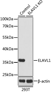ELAVL1 / HUR Antibody - Western blot analysis of extracts from normal (control) and ELAVL1 knockout (KO) 293T cells, using ELAVL1 antibodyat 1:1000 dilution. The secondary antibody used was an HRP Goat Anti-Rabbit IgG (H+L) at 1:10000 dilution. Lysates were loaded 25ug per lane and 3% nonfat dry milk in TBST was used for blocking. An ECL Kit was used for detection and the exposure time was 90s.