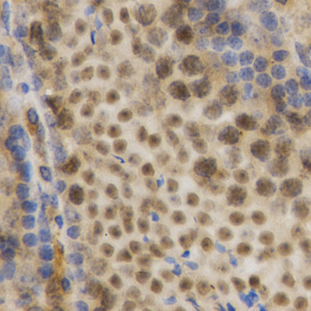 ELAVL1 / HUR Antibody - Immunohistochemistry of paraffin-embedded mouse testis using ELAVL1 Antibodyat dilution of 1:200 (40x lens).