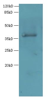 ELAVL1 / HUR Antibody - Western blot. All lanes: ELAVL1 antibody at 6 ug/ml+ A431 whole cell lysate Goat polyclonal to rabbit at 1:10000 dilution. Predicted band size: 36 kDa. Observed band size: 36 kDa.