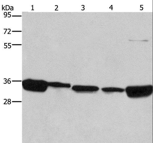ELAVL1 / HUR Antibody - Western blot analysis of 293T, A431, NIH/3T3, HeLa and hepG2 cell, using ELAVL1 Polyclonal Antibody at dilution of 1:667.