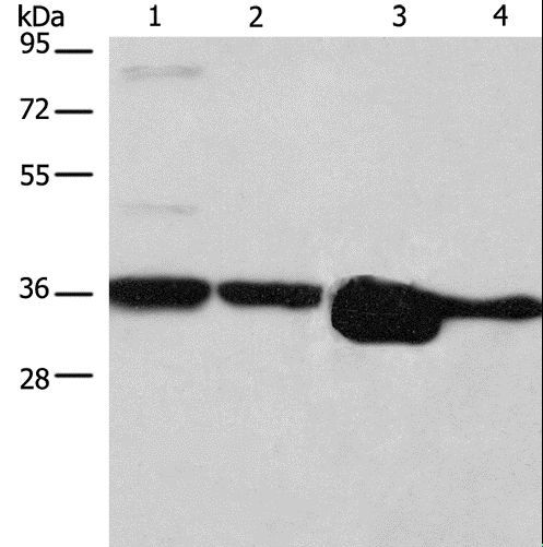 ELAVL1 / HUR Antibody - Western blot analysis of HeLa, NIH/3T3, A172 and A431 cell, using ELAVL1 Polyclonal Antibody at dilution of 1:800.