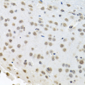 ELAVL1 / HUR Antibody - Immunohistochemistry of paraffin-embedded mouse brain using ELAVL1 antibody at dilution of 1:100 (40x lens).