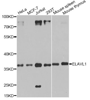 ELAVL1 / HUR Antibody - Western blot analysis of extracts of various cell lines, using ELAVL1 antibody at 1:1000 dilution. The secondary antibody used was an HRP Goat Anti-Rabbit IgG (H+L) at 1:10000 dilution. Lysates were loaded 25ug per lane and 3% nonfat dry milk in TBST was used for blocking. An ECL Kit was used for detection and the exposure time was 20s.