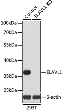 ELAVL1 / HUR Antibody - Western blot analysis of extracts from normal (control) and ELAVL1 knockout (KO) 293T cells, using ELAVL1 antibody at 1:1000 dilution. The secondary antibody used was an HRP Goat Anti-Rabbit IgG (H+L) at 1:10000 dilution. Lysates were loaded 25ug per lane and 3% nonfat dry milk in TBST was used for blocking. An ECL Kit was used for detection and the exposure time was 90s.