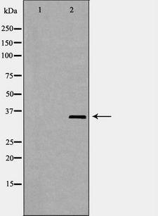 ELAVL1 / HUR Antibody - Western blot analysis of HeLa whole cells lysates using ELAVL1 antibody. The lane on the left is treated with the antigen-specific peptide.