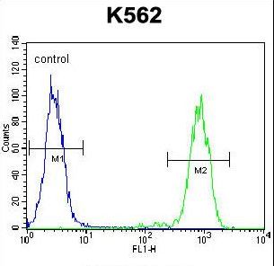 ELAVL2 / HUB Antibody - ELAVL2 Antibody flow cytometry of K562 cells (right histogram) compared to a negative control cell (left histogram). FITC-conjugated goat-anti-rabbit secondary antibodies were used for the analysis.