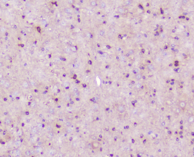 ELAVL2 / HUB Antibody - IHC analysis of ELAVL2 HuB using anti-ELAVL2 HuB antibody. ELAVL2 HuB was detected in paraffin-embedded section of mouse brain tissue. Heat mediated antigen retrieval was performed in citrate buffer (pH6, epitope retrieval solution) for 20 mins. The tissue section was blocked with 10% goat serum. The tissue section was then incubated with 1µg/ml rabbit anti-ELAVL2 HuB Antibody overnight at 4°C. Biotinylated goat anti-rabbit IgG was used as secondary antibody and incubated for 30 minutes at 37°C. The tissue section was developed using Strepavidin-Biotin-Complex (SABC) with DAB as the chromogen.