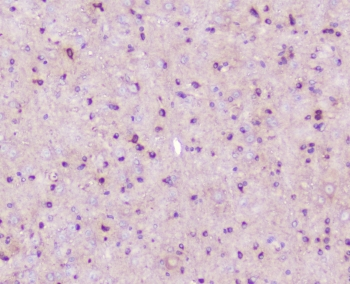 ELAVL2 / HUB Antibody - IHC staining of FFPE mouse brain tissue with ELAVL2 antibody at 1ug/ml. HIER: boil tissue sections in pH6, 10mM citrate buffer, for 10-20 min followed by cooling at RT for 20 min.