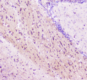 ELAVL2 / HUB Antibody - IHC staining of FFPE mouse brain tissue with ELAVL2 antibody at 1ug/ml. HIER: boil tissue sections in pH6, 10mM citrate buffer, for 10-20 min followed by cooling at RT for 20 min.