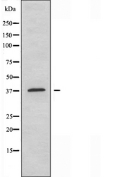 ELAVL2 / HUB Antibody - Western blot analysis of extracts of HepG2 cells using ELAVL2 antibody.