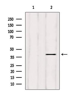 ELAVL2 / HUB Antibody - Western blot analysis of extracts of mouse brain tissue using ELAVL2 antibody. Lane 1 was treated with the blocking peptide.