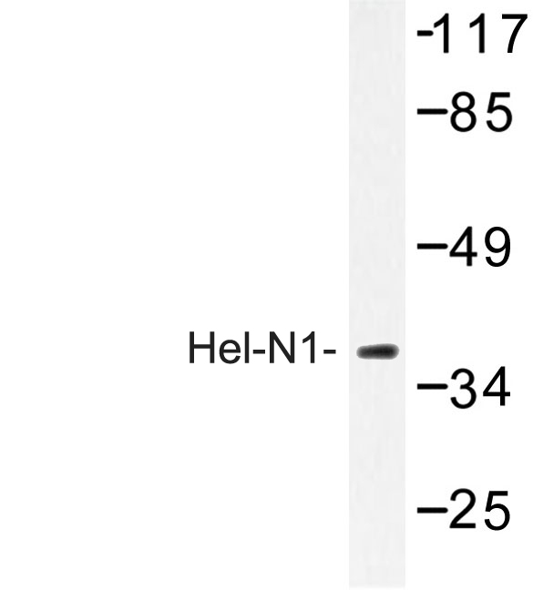 ELAVL2 / HUB Antibody - Western blot of Hel-N1 (S27) pAb in extracts from HepG2 cell.