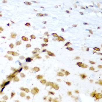 ELAVL3 / HUC Antibody - Immunohistochemistry of paraffin-embedded mouse brain tissue.