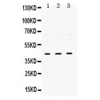 ELAVL4 / HuD Antibody - ELAVL4 antibody Western blot. All lanes: Anti ELAVL4 at 0.5 ug/ml. Lane 1: Rat Brain Tissue Lysate at 50 ug. Lane 2: Mouse Brain Tissue Lysate at 50 ug. Lane 3: U87 Whole Cell Lysate at 40 ug. Predicted band size: 42 kD. Observed band size: 42 kD.
