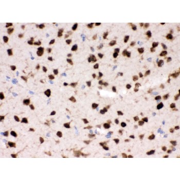 ELAVL4 / HuD Antibody - ELAVL4 antibody IHC-paraffin. IHC(P): Mouse Brain Tissue.