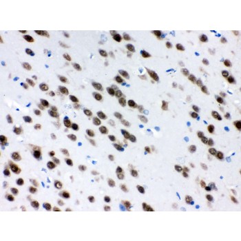 ELAVL4 / HuD Antibody - ELAVL4 antibody IHC-paraffin. IHC(P): Rat Brain Tissue.