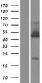 ELAVL4 / HuD Protein - Western validation with an anti-DDK antibody * L: Control HEK293 lysate R: Over-expression lysate