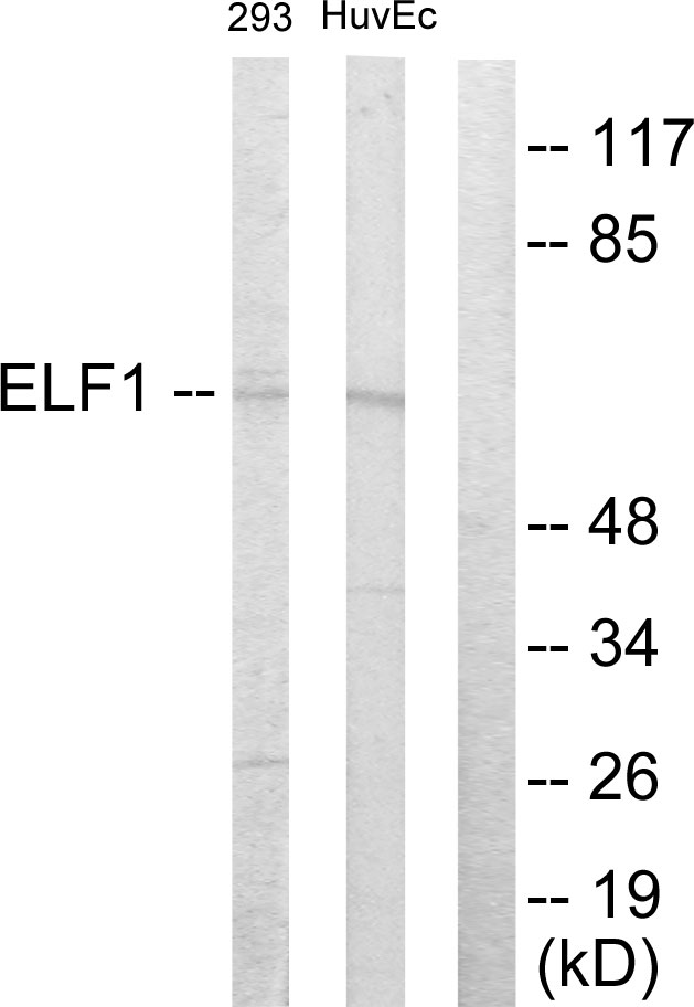 ELF1 Antibody - Western blot analysis of lysates from 293 and HUVEC cells, using ELF1 Antibody. The lane on the right is blocked with the synthesized peptide.