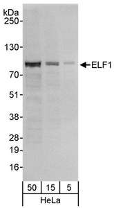 ELF1 Antibody - Detection of Human ELF1 by Western Blot. Samples: Whole cell lysate (5, 15 and 50 ug) from HeLa cells. Antibody: Affinity purified rabbit anti-ELF1 antibody used for WB at 0.04 ug/ml. Detection: Chemiluminescence with an exposure time of 3 seconds.