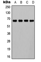 ELF1 Antibody - Western blot analysis of ELF1 expression in K562 (A); A549 (B); mouse kidney (C); NIH3T3 (D) whole cell lysates.