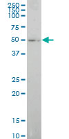 ELF1 Antibody - ELF1 monoclonal antibody (M01), clone 3B7 Western Blot analysis of ELF1 expression in 293.