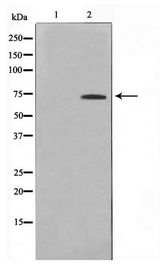ELF1 Antibody - Western blot of 293 cell lysate using ELF1 Antibody