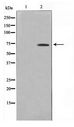 ELF1 Antibody - Western blot of 293 cell lysate using ELF1 Antibody