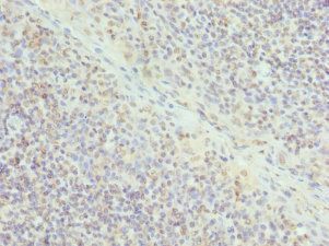 ELF1 Antibody - Immunohistochemistry of paraffin-embedded human tonsil tissue at dilution 1:100