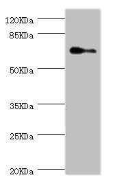 ELF1 Antibody - Western blot All Lanes:ELF1 antibody at 1.88ug/ml+Hela whole cell lysate Secondary Goat polyclonal to rabbit at 1/10000 dilution Predicted band size: 68,65 kDa Observed band size: 67 kDa