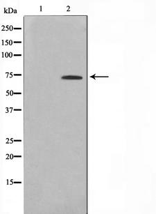 ELF1 Antibody - Western blot analysis on 293 cell lysates using ELF1 antibody
