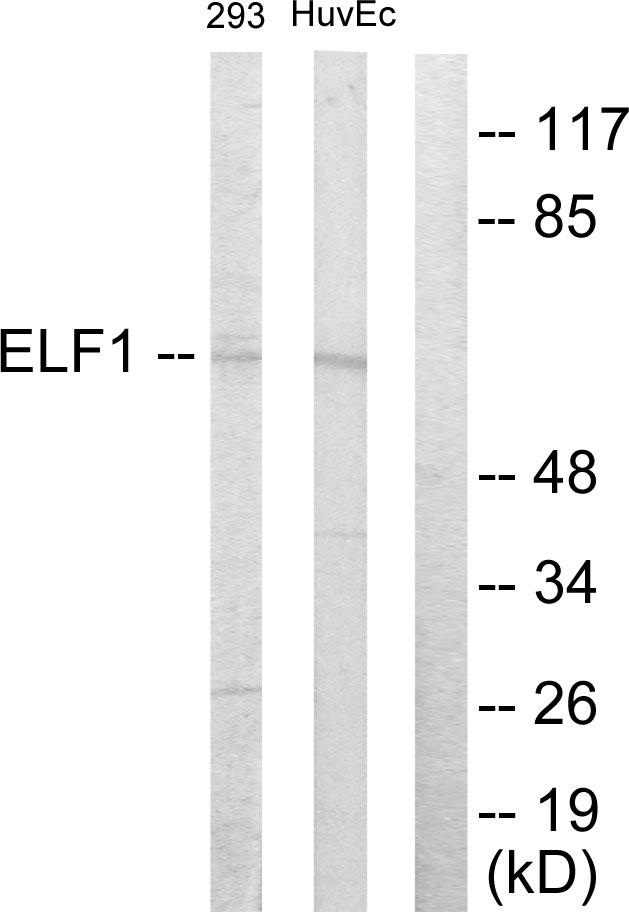 ELF1 Antibody - Western blot analysis of extracts from 293 cells and HuvEc cells, using ELF1 antibody.