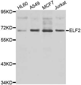 ELF2 / NERF Antibody - Western blot analysis of extracts of various cell lines.
