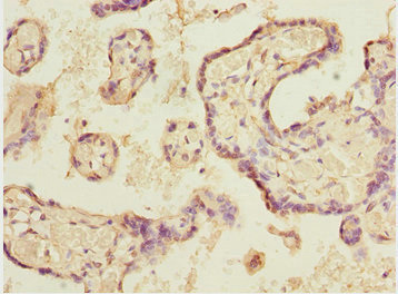 ELF2 / NERF Antibody - Immunohistochemistry of paraffin-embedded human placenta tissue at dilution 1:100