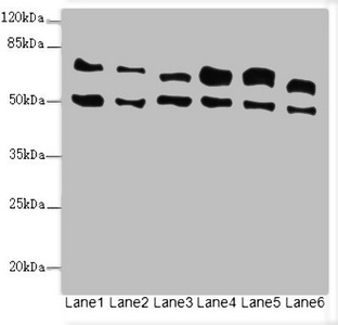 ELF2 / NERF Antibody - Western blot All Lanes:ELF2 antibody at 3.35ug/ml Lane 1 : HL60 whole cell lysate Lane 2 : A549 whole cell lysate Lane 3 : MCF7 whole cell lysate Lane 4 : Jurkat whole cell lysate Lane 5 : Hela whole cell lysate Lane 6 : Mouse lung tissue Secondary Goat polyclonal to Rabbit IgG at 1/10000 dilution Predicted band size: 64,63,57,58,55 kDa Observed band size: 64,50 kDa