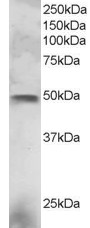 ELF3 / ESE1 Antibody - Antibody staining (3 ug/ml) of NCI-H460 lysate (RIPA buffer, 30 ug total protein per lane). Primary incubated for 1 hour. Detected by Western blot of chemiluminescence.