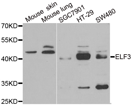 ELF3 / ESE1 Antibody - Western blot analysis of extracts of various cell lines, using ELF3 antibody.