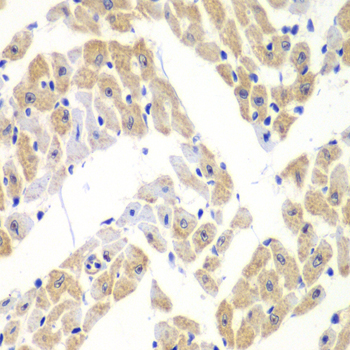 ELF3 / ESE1 Antibody - Immunohistochemistry of paraffin-embedded mouse heart.