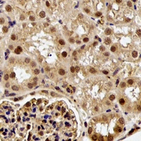 ELF3 / ESE1 Antibody - Immunohistochemical analysis of ESE-1 staining in rat kidney formalin fixed paraffin embedded tissue section. The section was pre-treated using heat mediated antigen retrieval with sodium citrate buffer (pH 6.0). The section was then incubated with the antibody at room temperature and detected using an HRP conjugated compact polymer system. DAB was used as the chromogen. The section was then counterstained with hematoxylin and mounted with DPX.