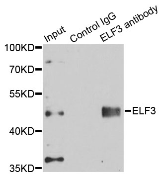 ELF3 / ESE1 Antibody - Immunoprecipitation analysis of 150ug extracts of A549 cells using 3ug ELF3 antibody. Western blot was performed from the immunoprecipitate using ELF3 antibody at a dilition of 1:500.