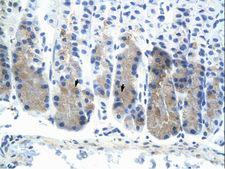 ELF3 / ESE1 Antibody - Mouse Stomach.  This image was taken for the unconjugated form of this product. Other forms have not been tested.