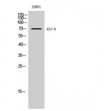 ELF4 / MEF Antibody - Western blot of Elf-4 antibody