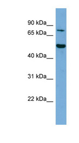 ELF4 / MEF Antibody - ELF4 antibody Western blot of NIH3T3 cell lysate. This image was taken for the unconjugated form of this product. Other forms have not been tested.