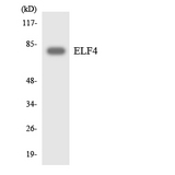 ELF4 / MEF Antibody - Western blot analysis of the lysates from RAW264.7cells using ELF4 antibody.