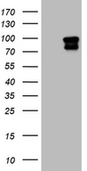 ELF4 / MEF Antibody - HEK293T cells were transfected with the pCMV6-ENTRY control. (Left lane) or pCMV6-ENTRY ELF4. (Right lane) cDNA for 48 hrs and lysed