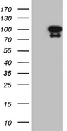 ELF4 / MEF Antibody - HEK293T cells were transfected with the pCMV6-ENTRY control. (Left lane) or pCMV6-ENTRY ELF4. (Right lane) cDNA for 48 hrs and lysed. Equivalent amounts of cell lysates. (5 ug per lane) were separated by SDS-PAGE and immunoblotted with anti-ELF4. (1:2000)