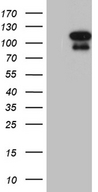 ELF4 / MEF Antibody - HEK293T cells were transfected with the pCMV6-ENTRY control. (Left lane) or pCMV6-ENTRY ELF4. (Right lane) cDNA for 48 hrs and lysed. Equivalent amounts of cell lysates. (5 ug per lane) were separated by SDS-PAGE and immunoblotted with anti-ELF4. (1:2000)