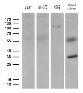 ELF4 / MEF Antibody - Western blot analysis of extracts. (35ug) from 3 different cell lines and mouse spleen tissue lysate by using anti-ELF4 monoclonal antibody. (1:500)