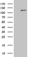 ELF4 / MEF Antibody - HEK293T cells were transfected with the pCMV6-ENTRY control. (Left lane) or pCMV6-ENTRY ELF4. (Right lane) cDNA for 48 hrs and lysed. Equivalent amounts of cell lysates. (5 ug per lane) were separated by SDS-PAGE and immunoblotted with anti-ELF4. (1:500)